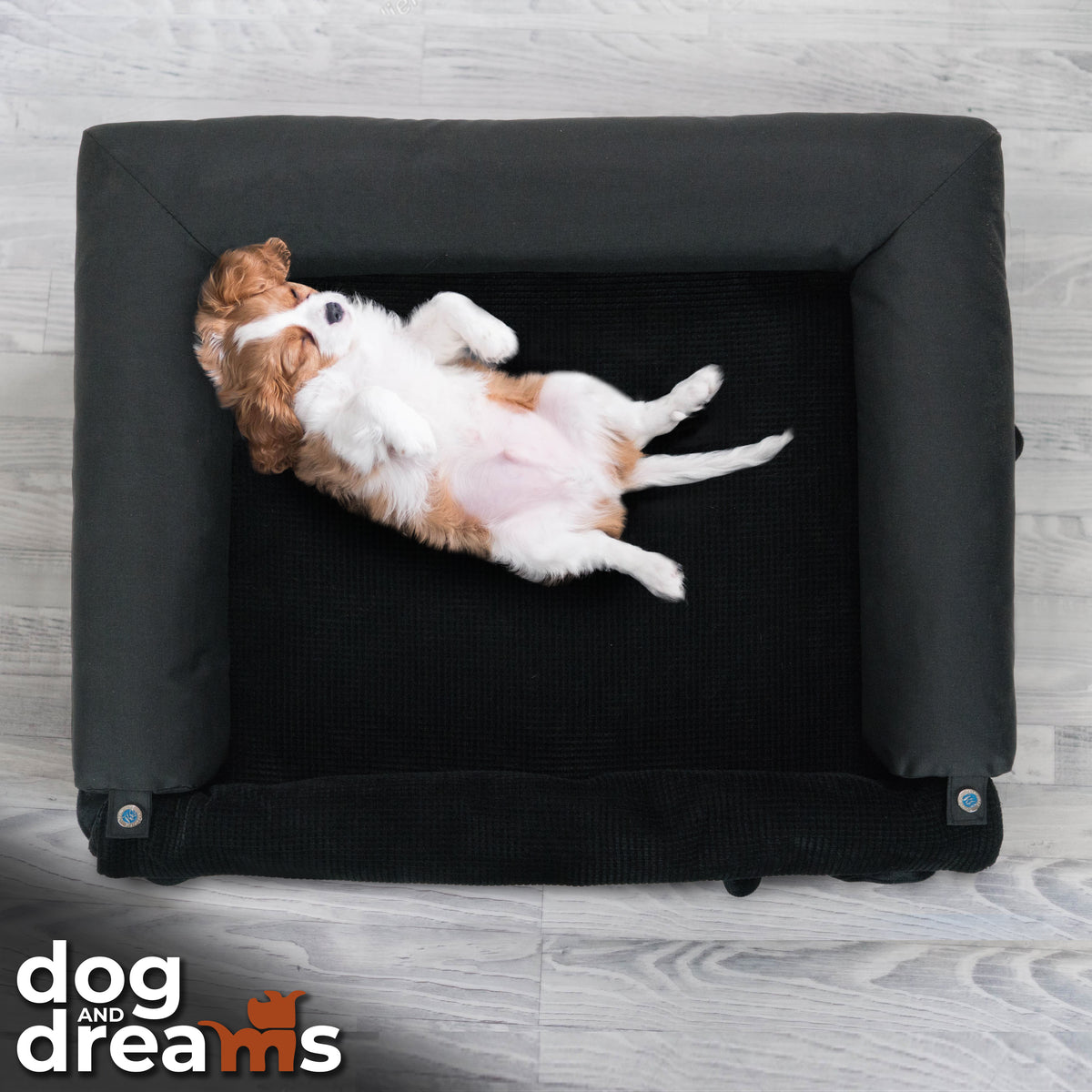 Top view of a dog sleeping on its back in a black bolster dog bed on a light wood floor